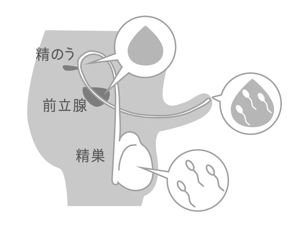 精のう・前立腺・精巣と精液の仕組みイラスト