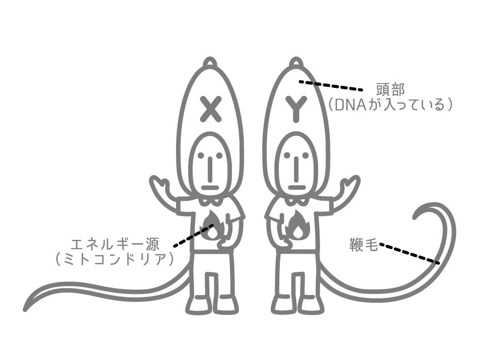 精子の構造イラスト