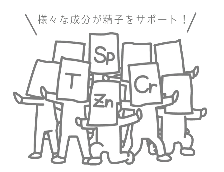 様々な成分が精子をサポート！ イラスト