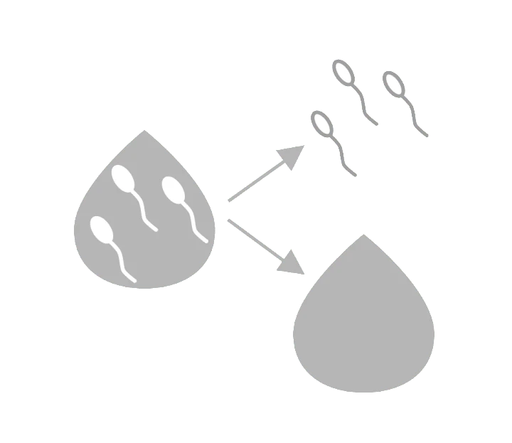 精液＝精子＋精しょう イラスト